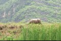 Vietnam - Cambodge - 0403